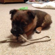 Puppy chewing on a piece of rope.