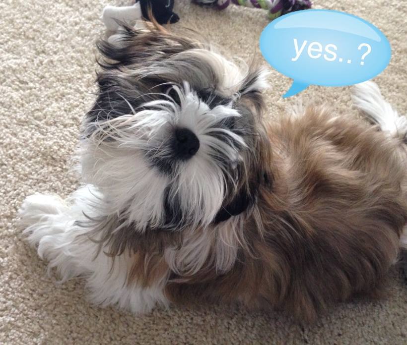 how fast does a shih tzu hair grow