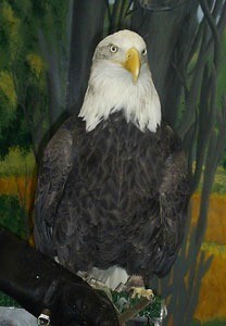Bald Eagle (Jackson Bottom Wetland Preserve, Hillsboro, OR)