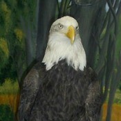 Bald Eagle (Jackson Bottom Wetland Preserve, Hillsboro, OR)