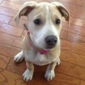 Cream and white Pit cross puppy.