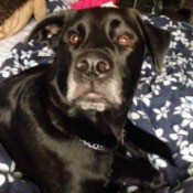 Closeup of black dog.