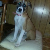 Puppy sitting on bed.