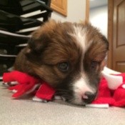 Closeup of brown and white puppy.