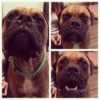 Collage of dog photos.