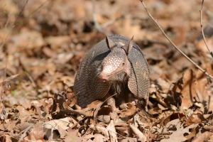 Armadillo Photos