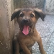 Brown and black puppy.