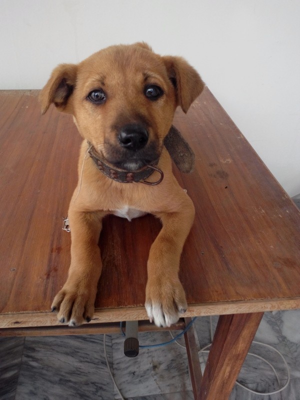 Puppy on table looking forward.