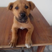 Puppy on table looking forward.