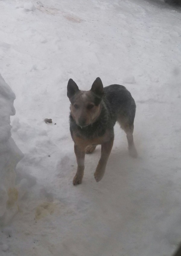 Dog standing in the snow.