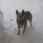 Dog standing in the snow.