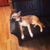Dog laying on couch.