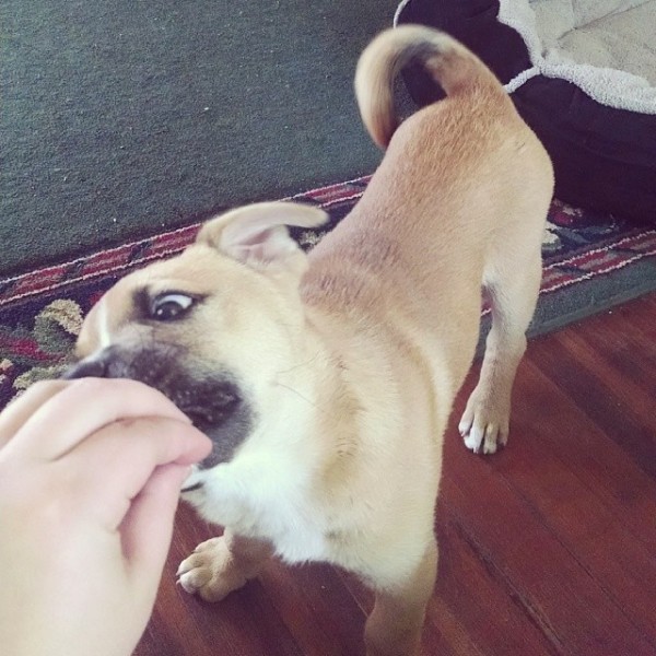 Dog eating out of someone's hand.
