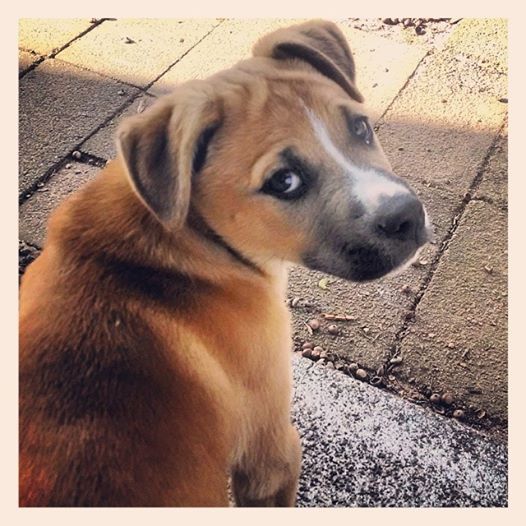 Dog looking back over his shoulder.