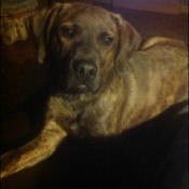 Brindle coated dog lying down.