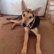 Tan and black long legged dog.