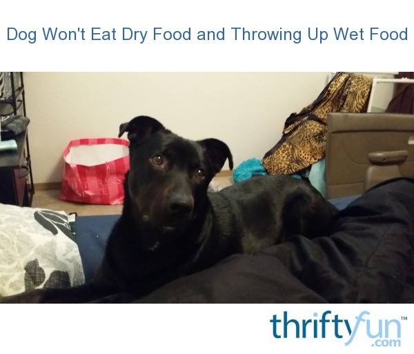 Dog Won't Eat Dry Food and Throwing Up Wet Food? ThriftyFun