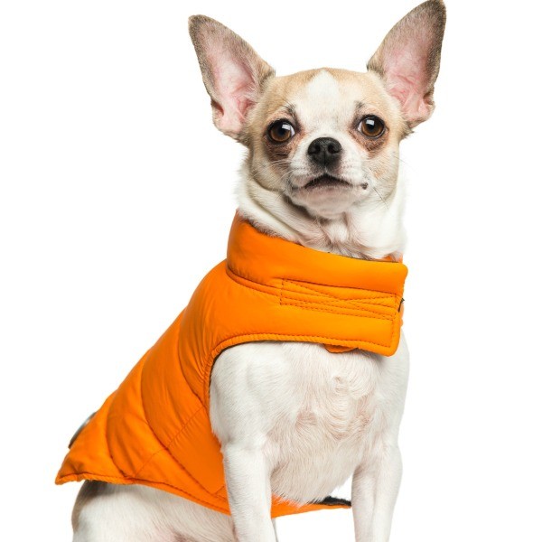 Chihuahua Clothing Patterns | ThriftyFun