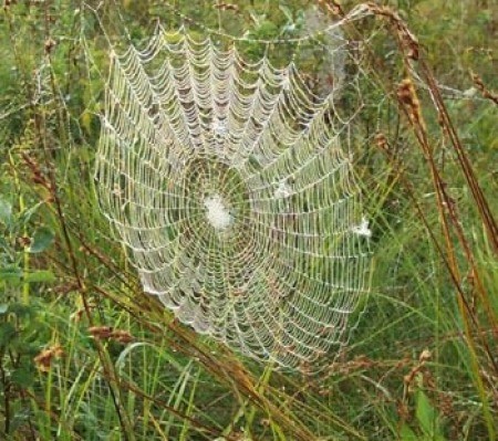 Dew covered web.