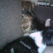 Dog siting near couch.