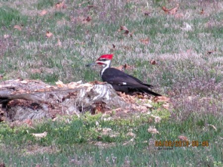 Pileated woodpecker on tree stump.