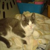 Gray and white kitten.