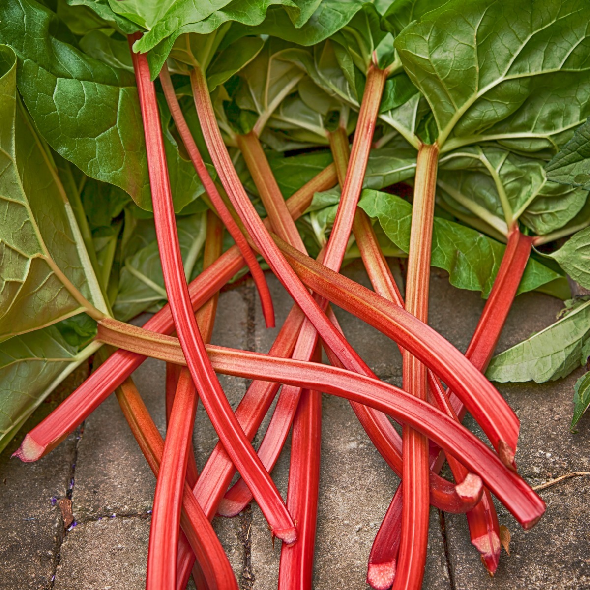 Growing Perennial Vegetables ThriftyFun