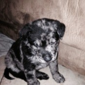 Splotchy black and white puppy.