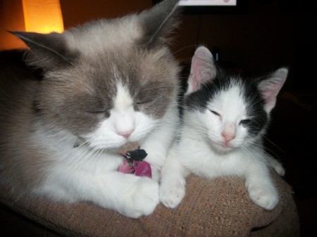 Ming (Ragdoll/Himalayan) and Buttons