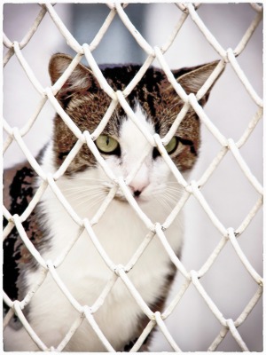 Cat in Animal Shelter