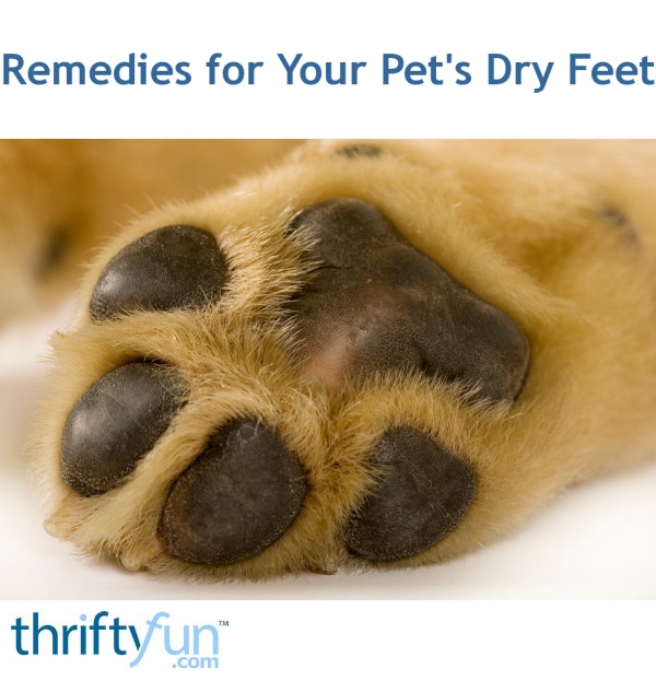 bag balm for dog paws in winter