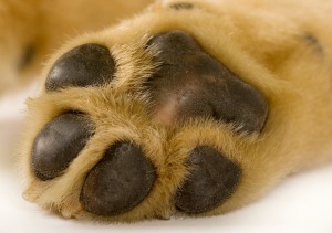 Dog's paw, showing pads.