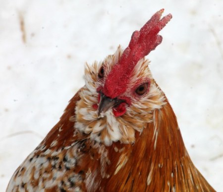 Mille Fleur Bantam Rooster