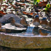 Thirsty Bluebirds in Winter