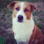 Closeup of head and chest.