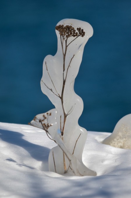 Frozen Wildflower (Toronto, Ontario)