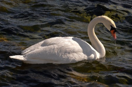 Tundra Swan