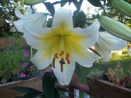White lily with yellow throat.