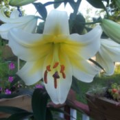 White lily with yellow throat.