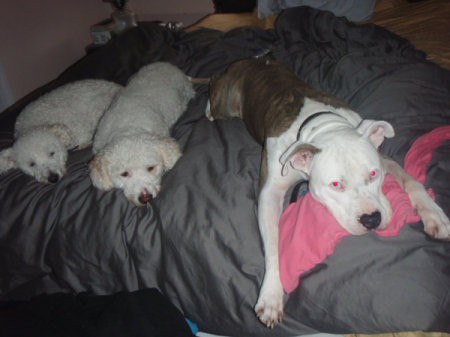 White and brown Pit on bed with two other dogs.