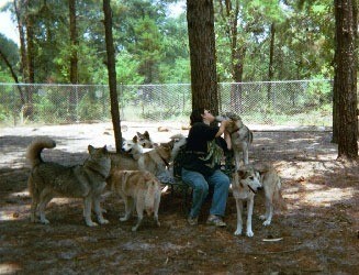 Woman sitting surrounded by wolves.
