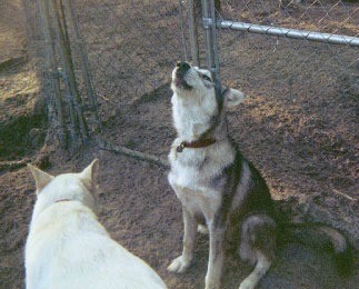 Dakota with head thrown back ready to howl.
