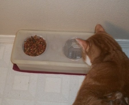 Cat inspecting feeder.