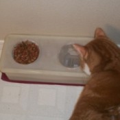 Cat inspecting feeder.