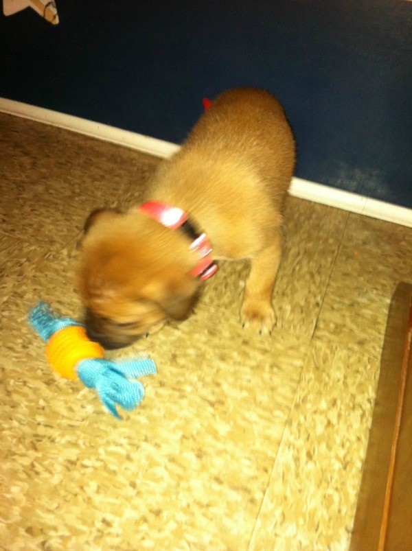 Puppy with dog toy.