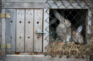 Homemade Rabbit Cage