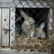 Homemade Rabbit Cage