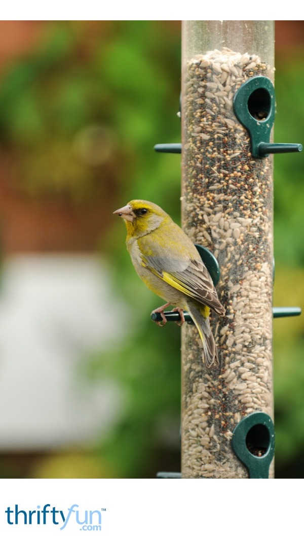 Filling Birdhouses And Feeders Thriftyfun