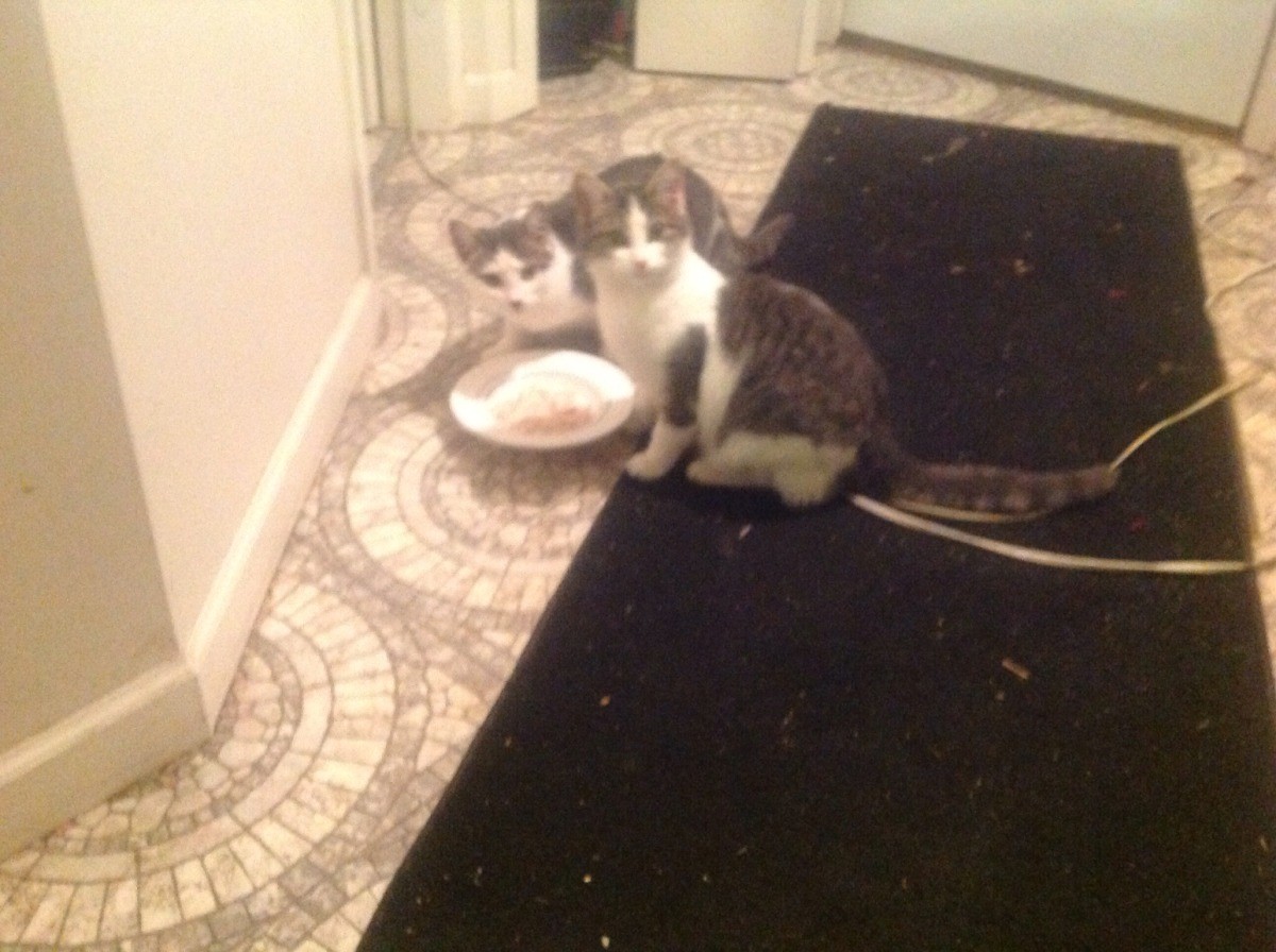 Determining If a Cat Has Worms? ThriftyFun