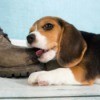 Puppy Chewing on Boot